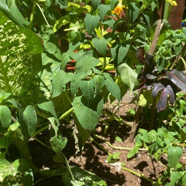 Solanum aethiopicum Кветка