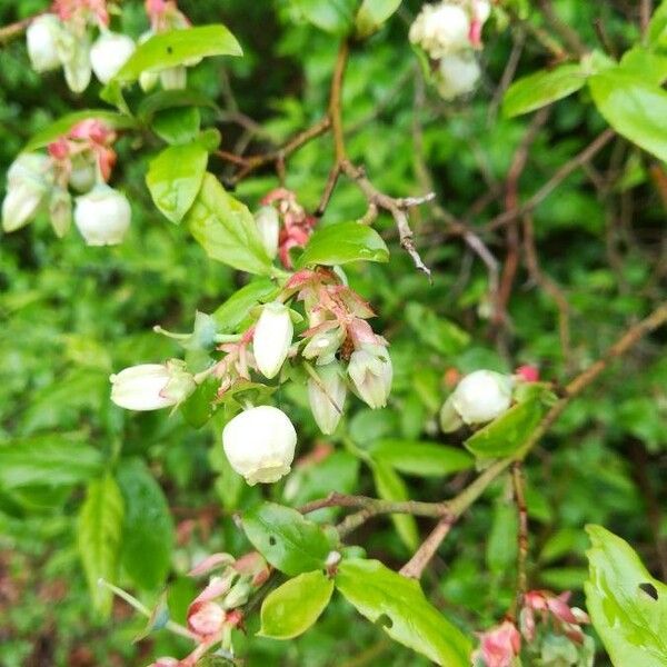 Gaultheria shallon Flors