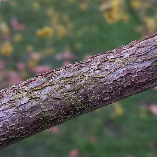 Cornus mas Escorça