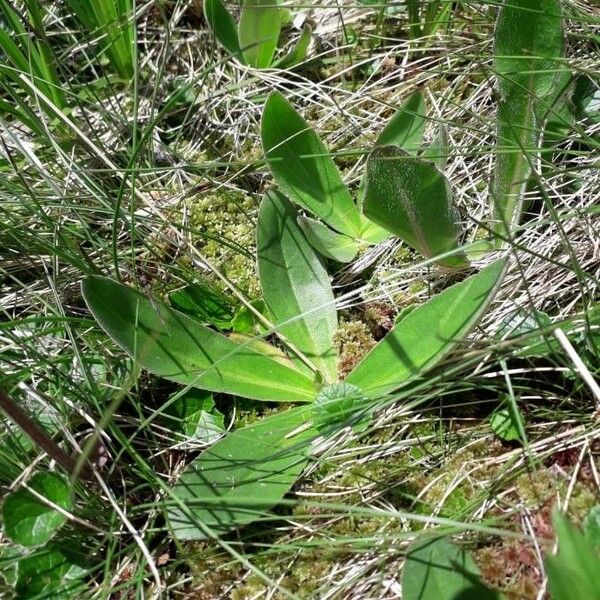 Arnica montana Leaf