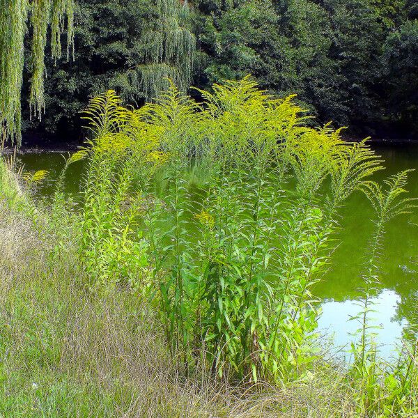 Solidago canadensis Habit