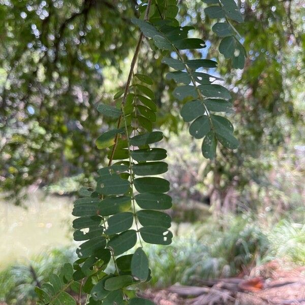 Tamarindus indica Blatt