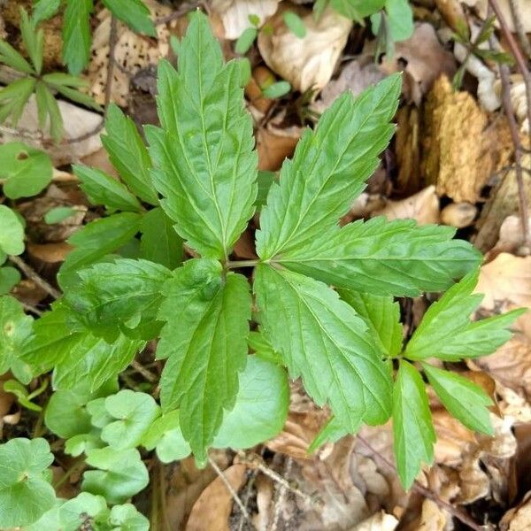 Cardamine heptaphylla Leaf