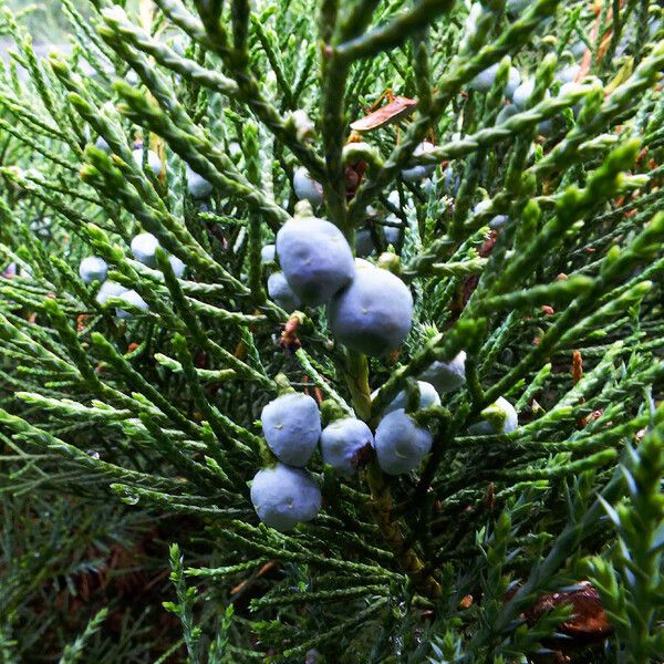 Juniperus chinensis Vrucht