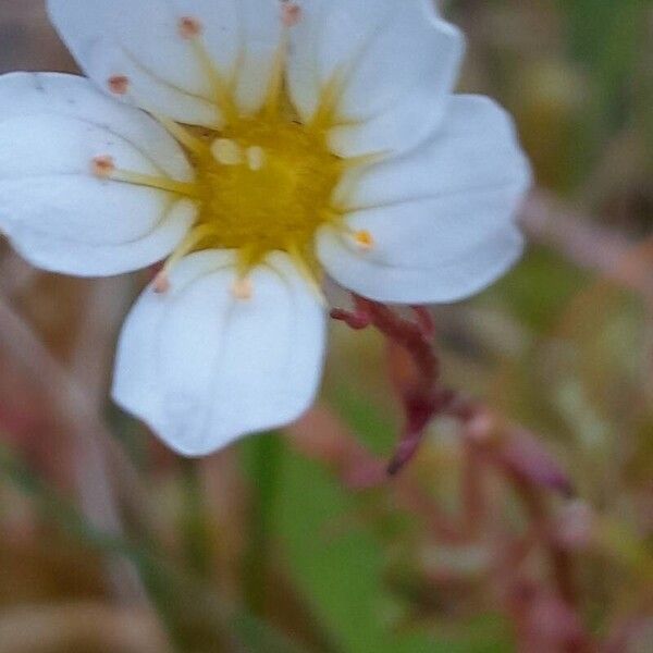 Saxifraga hypnoides Flor