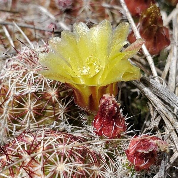 Echinocereus viridiflorus Flower