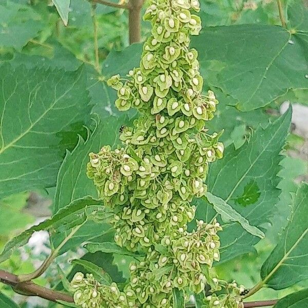 Rumex longifolius പുഷ്പം