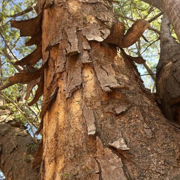 Albizia forbesii Bark