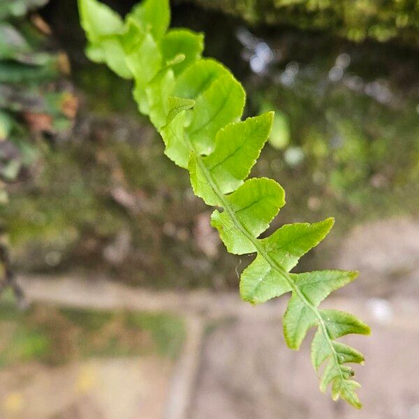 Polypodium vulgare Folha