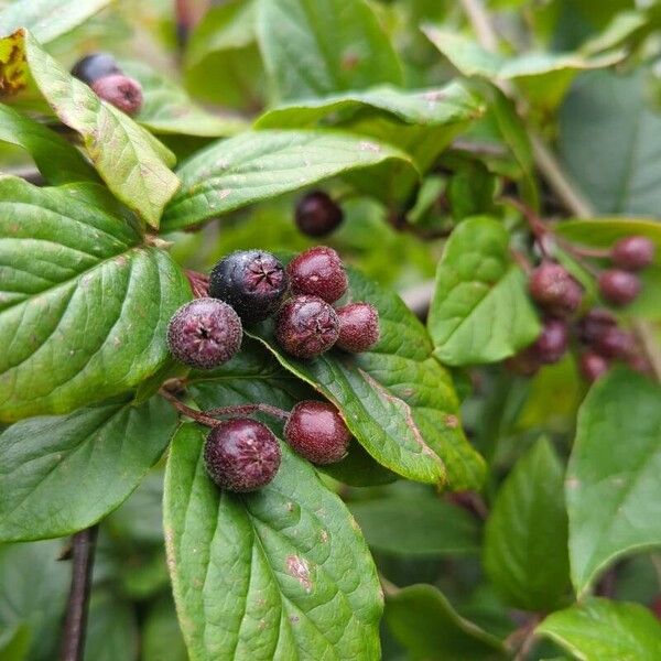 Cotoneaster acutifolius Плід