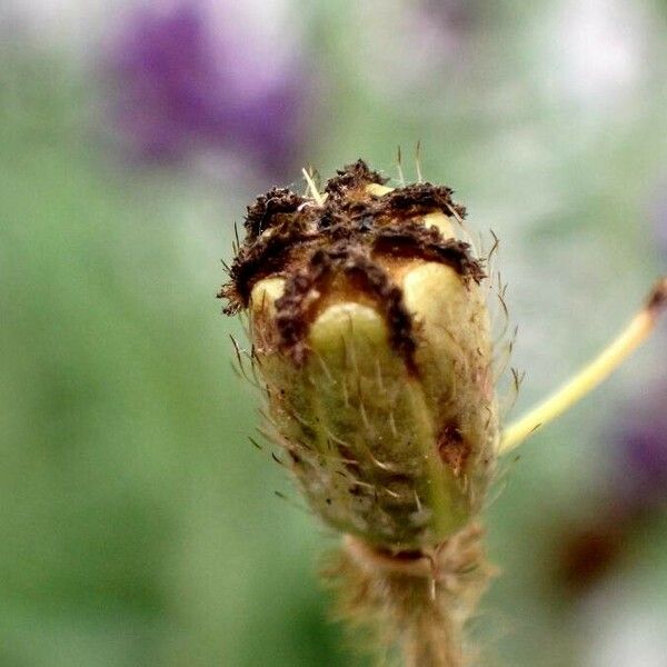 Centaurea stoebe Hedelmä