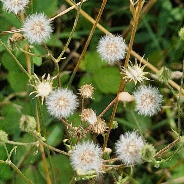 Erigeron acris Frukto