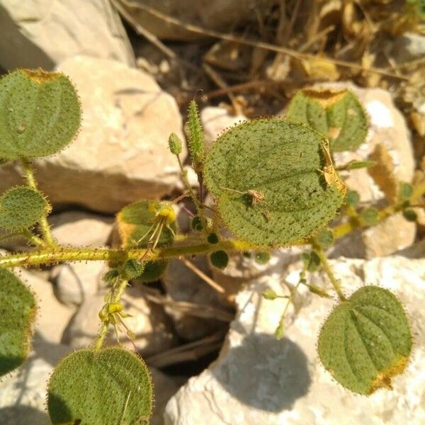 Cleome scaposa 葉