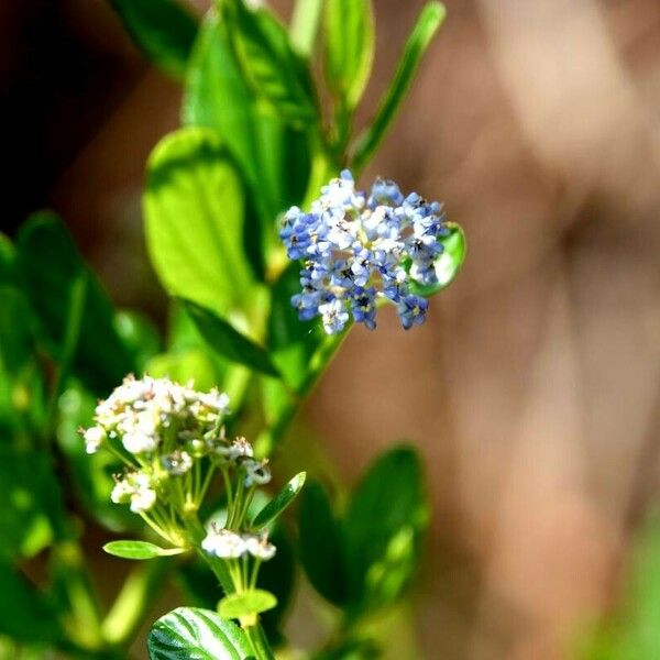 Ceanothus thyrsiflorus Кветка