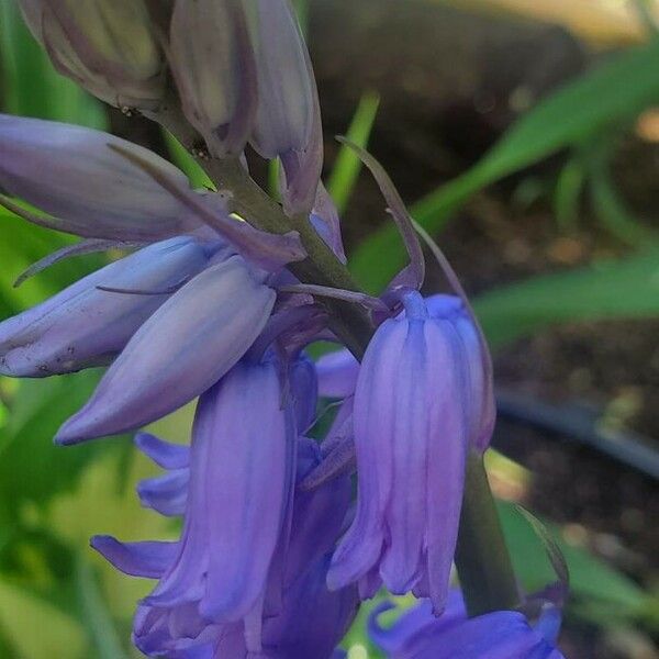 Hyacinthoides non-scripta Цветок