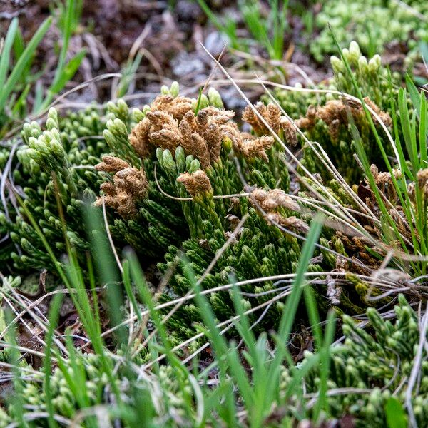 Lycopodium alpinum ফুল