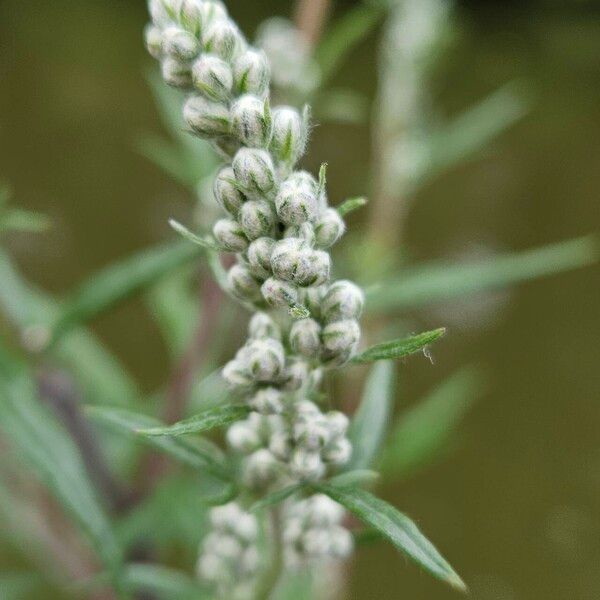 Artemisia vulgaris Fiore