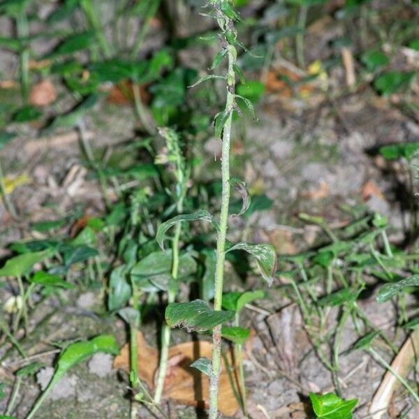 Epipactis albensis Habitat