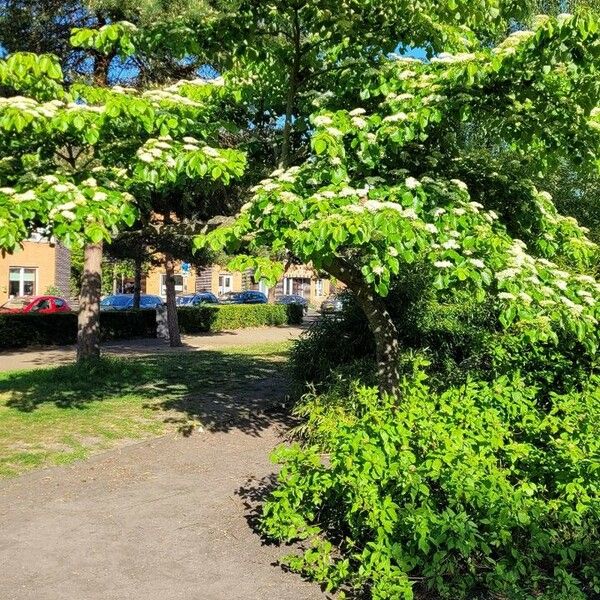 Cornus rugosa Habitat