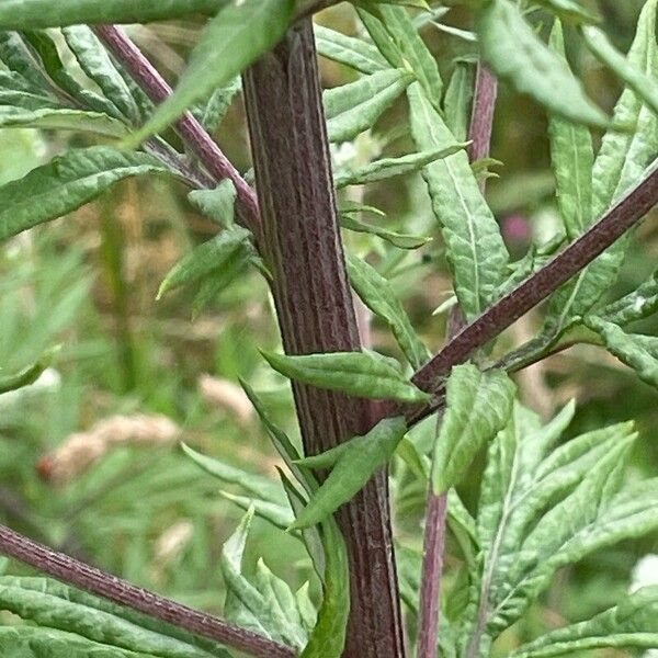 Artemisia vulgaris Máis