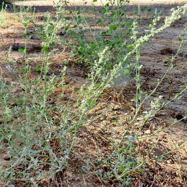 Chenopodium album Habitus