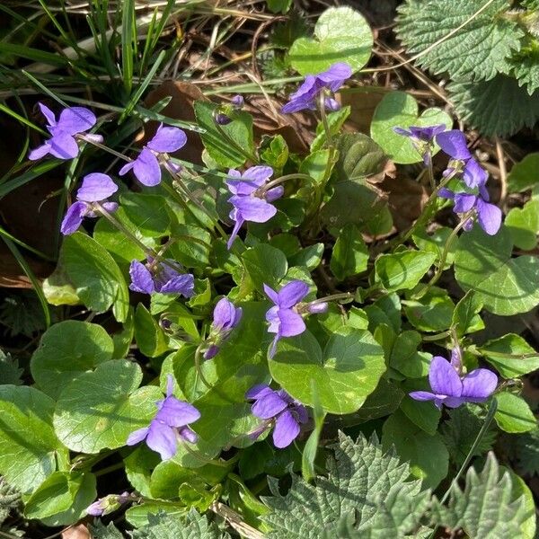 Viola reichenbachiana പുഷ്പം