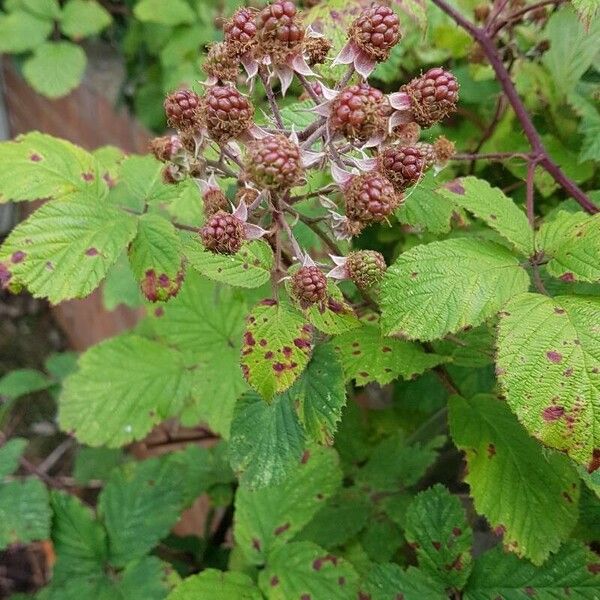 Rubus fruticosus Fruit