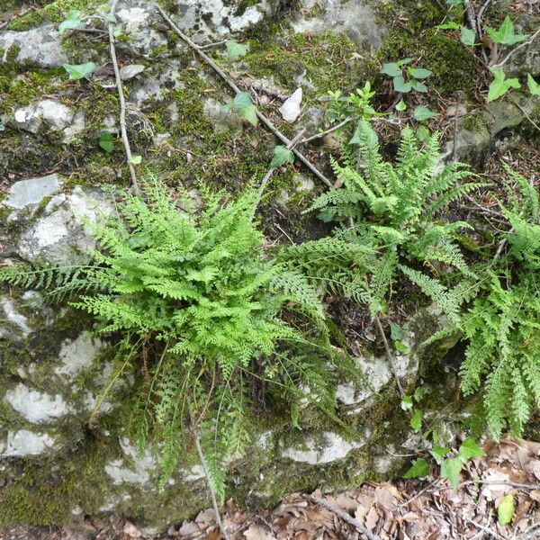 Cystopteris fragilis Habitat