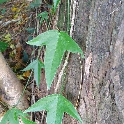 Passiflora suberosa Лист