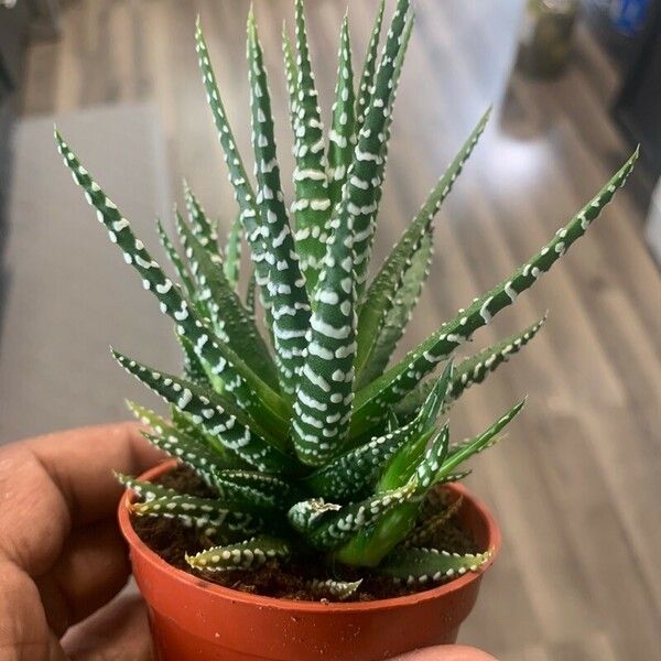 Haworthia fasciata ᱥᱟᱠᱟᱢ