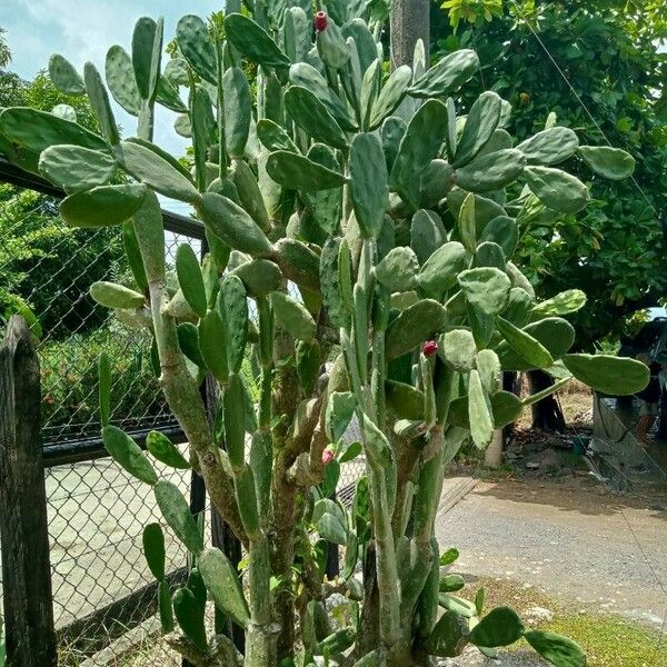 Opuntia cochenillifera Листок