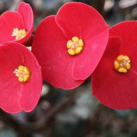 Euphorbia geroldii Квітка