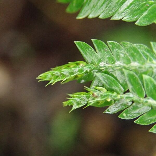 Selaginella vogelii Leaf