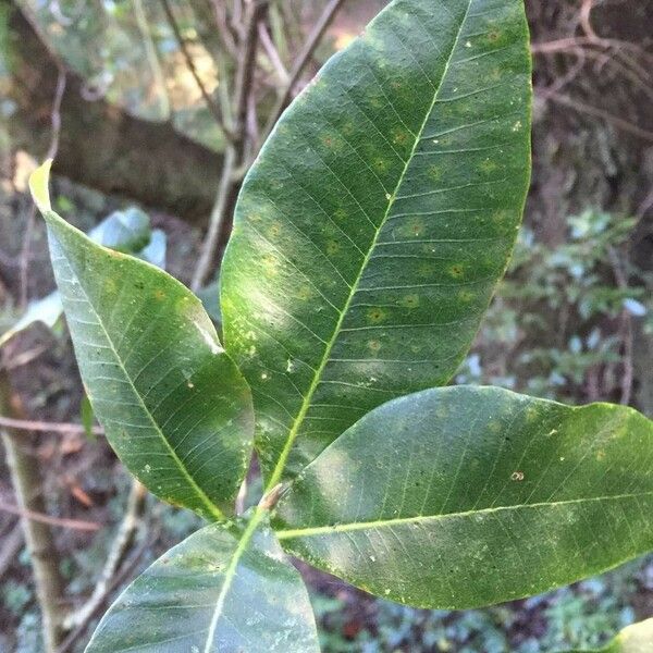 Calodendrum capense Blad