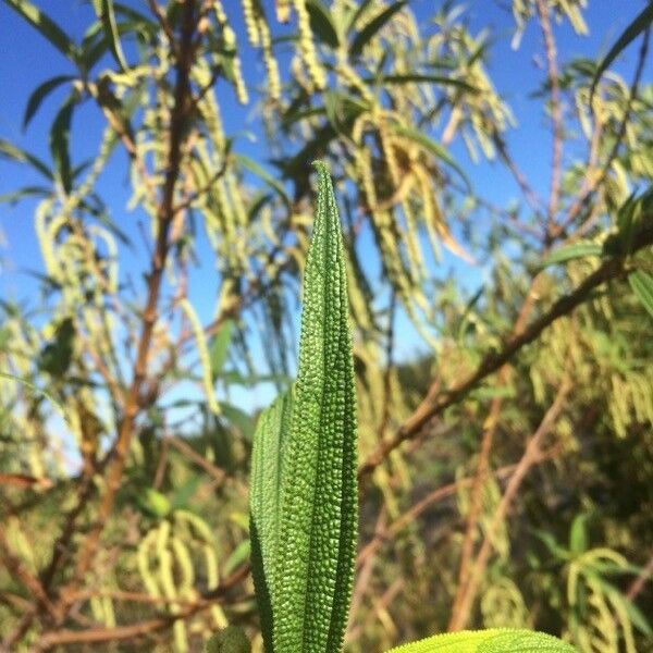 Boehmeria penduliflora Foglia