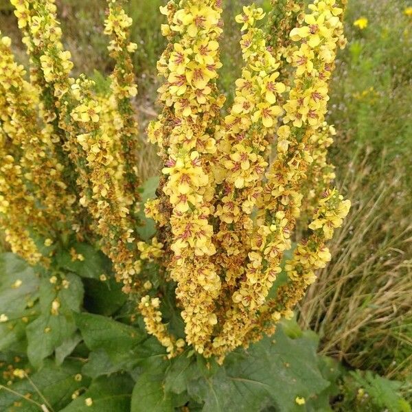 Verbascum nigrum Kukka