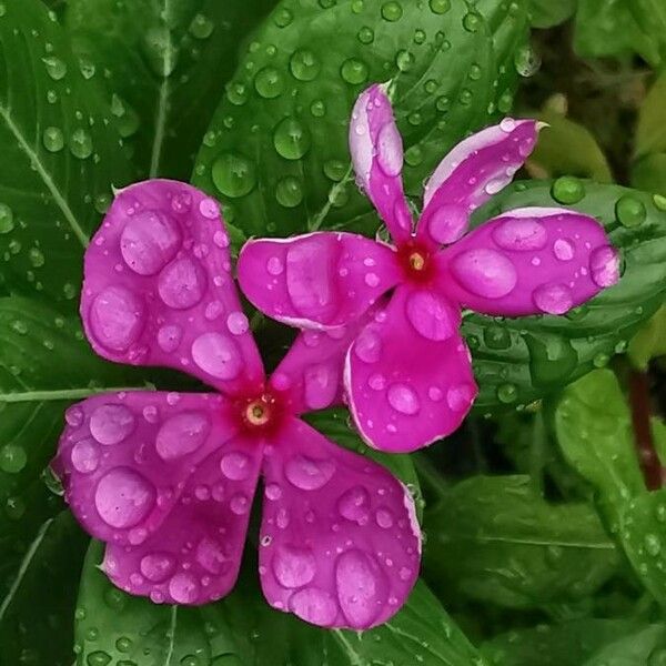 Catharanthus roseus Flor