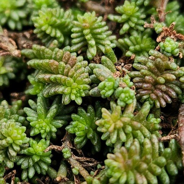 Sedum sexangulare Лист