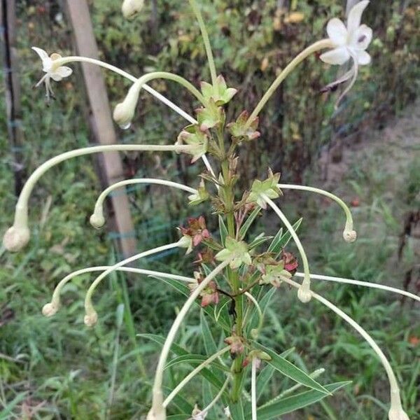 Clerodendrum indicum Flower