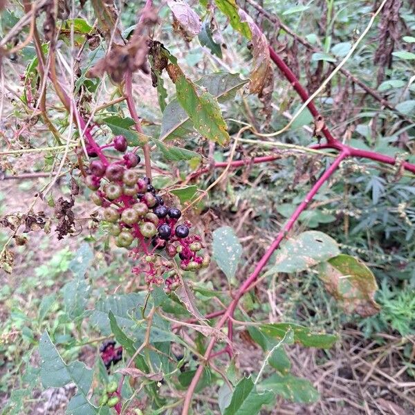 Phytolacca bogotensis Ffrwyth