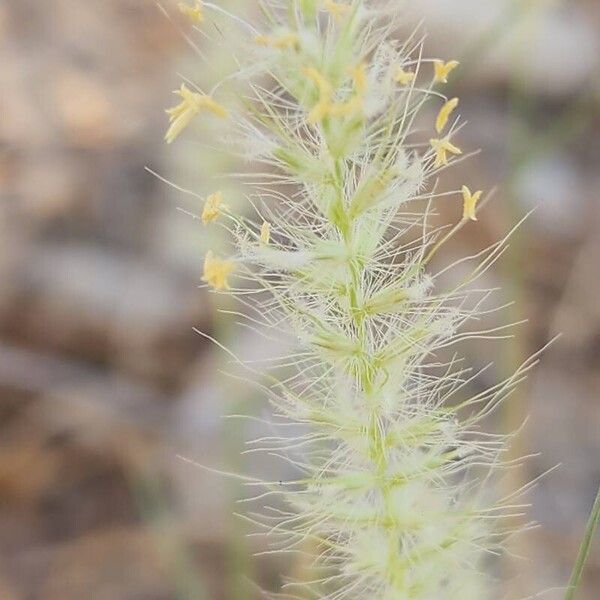 Cenchrus ciliaris Žiedas