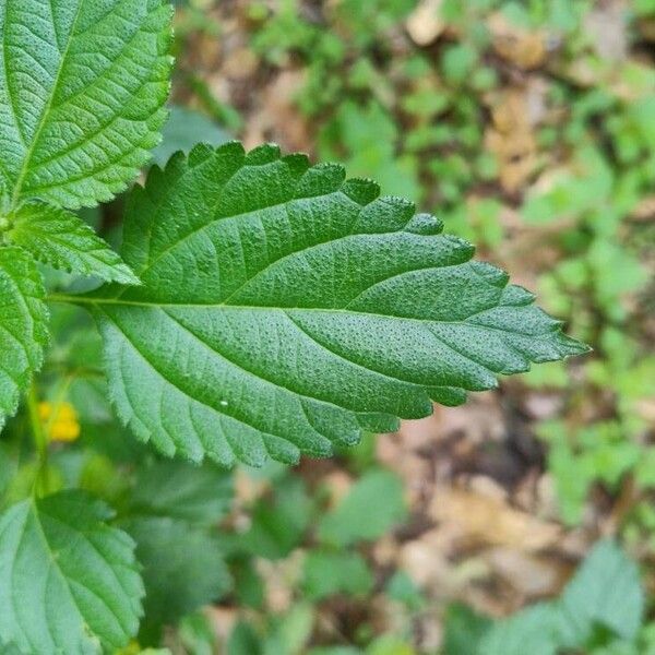 Lantana camara Hoja