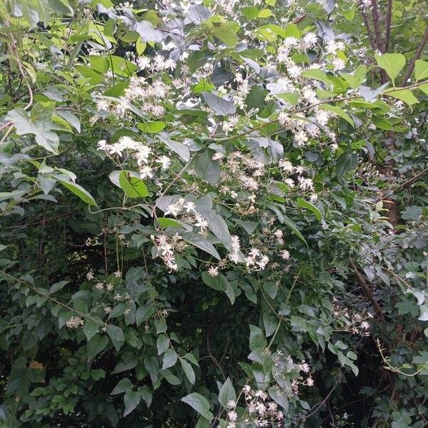 Clematis vitalba Habitus