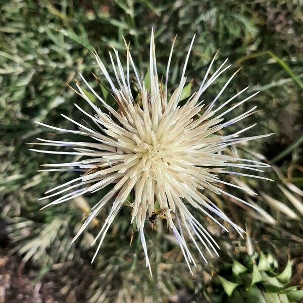 Cynara humilis Flor