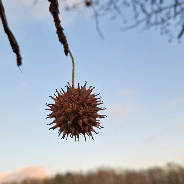 Liquidambar styraciflua Plod