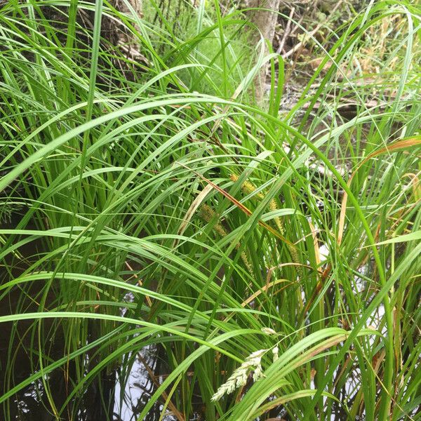 Carex utriculata Hábito