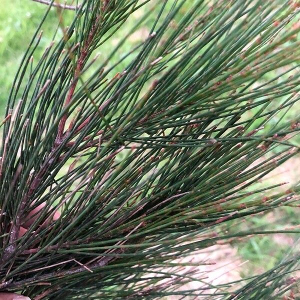 Casuarina cunninghamiana Leaf