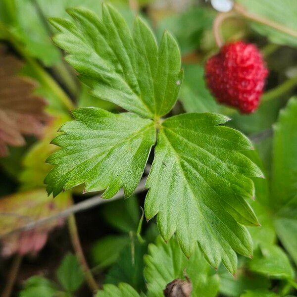 Fragaria vesca Лист