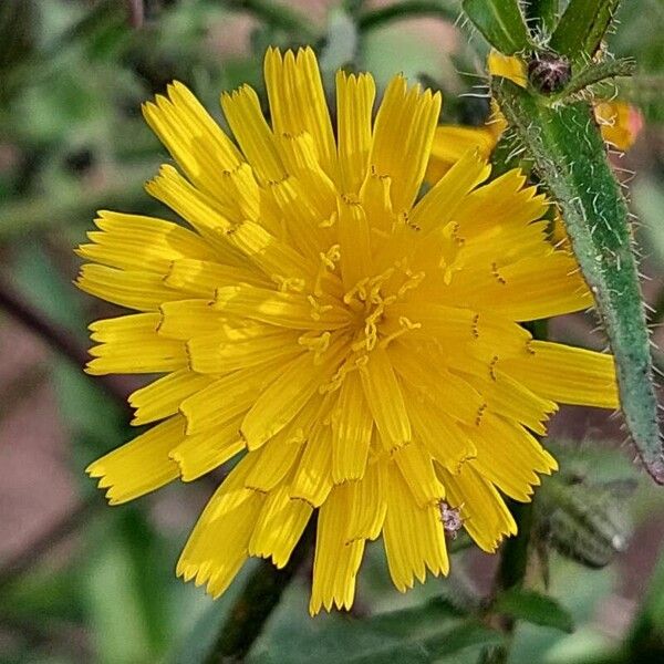 Picris hieracioides Flor