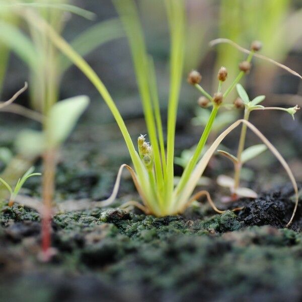 Fimbristylis dichotoma Habit